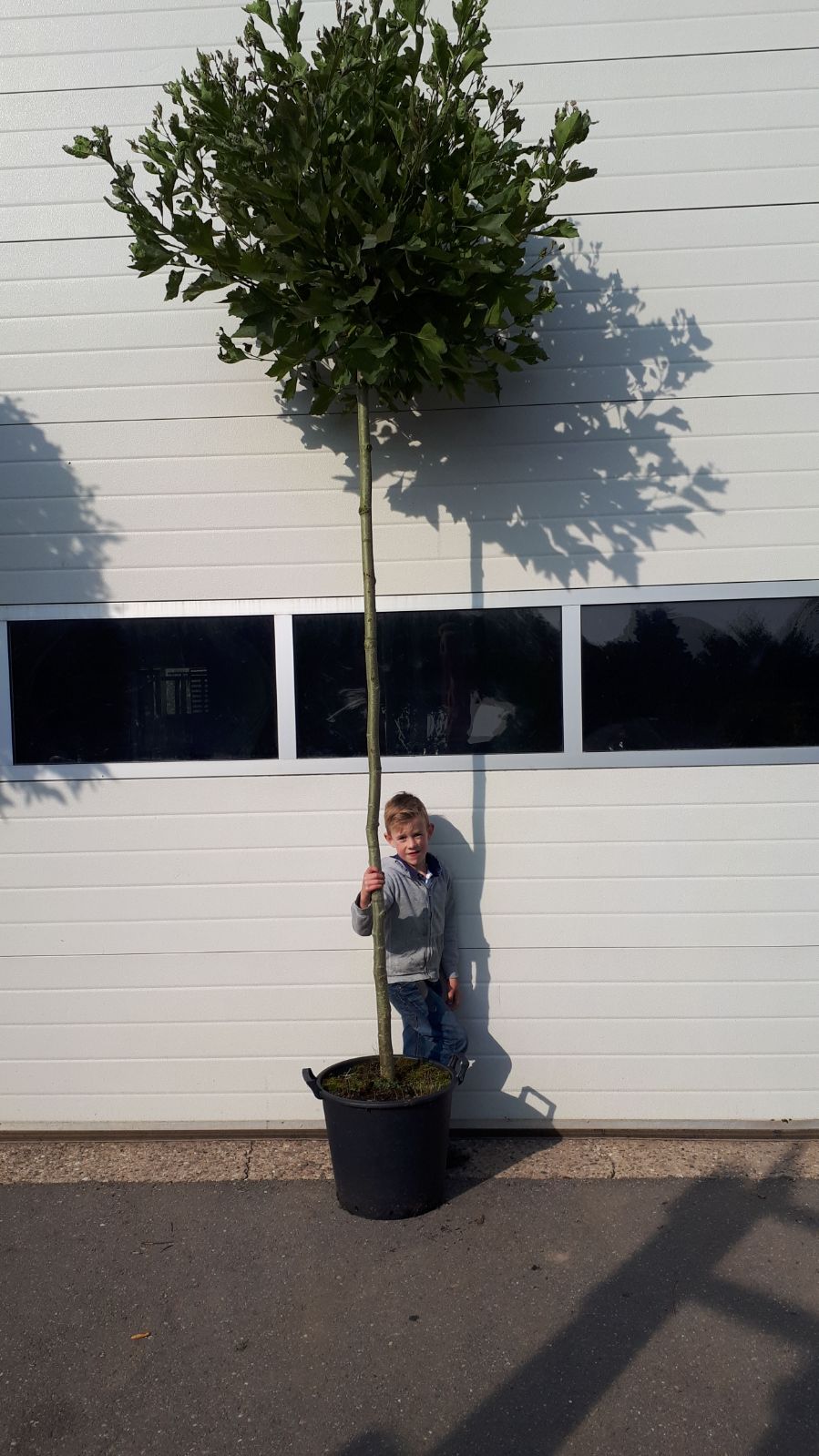 Bolplataan - Platanus 'Alphens Globe'