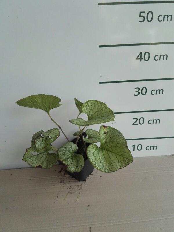 Kaukasische Vergeet Mij Nietje - Brunnera macrophylla 'Jack Frost'