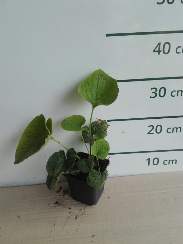 Kaukasisch vergeet mij nietje - Brunnera macrophylla