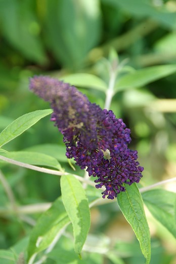 Vlinderstruik - Buddleja davidii Black knight