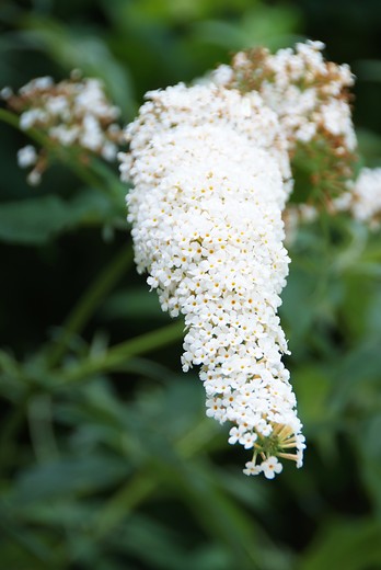 Vlinderstruik - Buddleja davidii White profusion