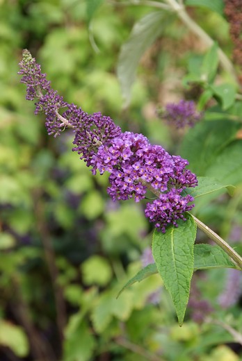 Vlinderstruik - Buddleja davidii Empire blue