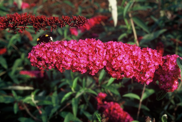 Vlinderstruik - Buddleja davidii Royal red