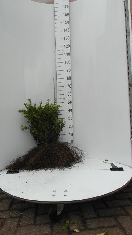 Buxushaag - Buxus sempervirens