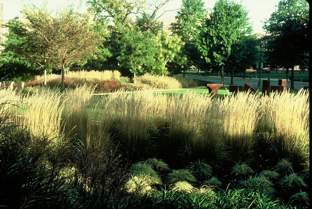Bont struisriet - Calamagrostis acutiflora 'Overdam'