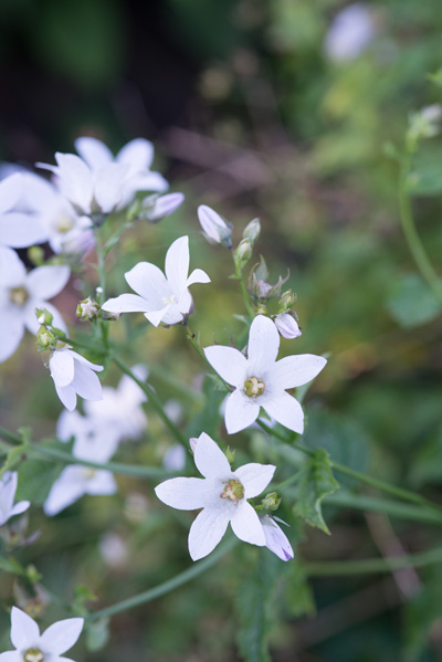 Klokje - Campanula garganica