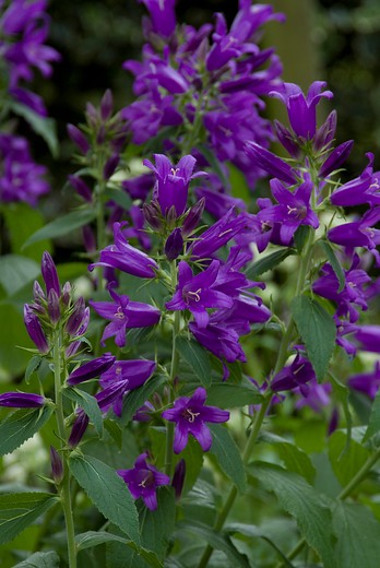 Klokje - Campanula glomerata 'Acaulis '