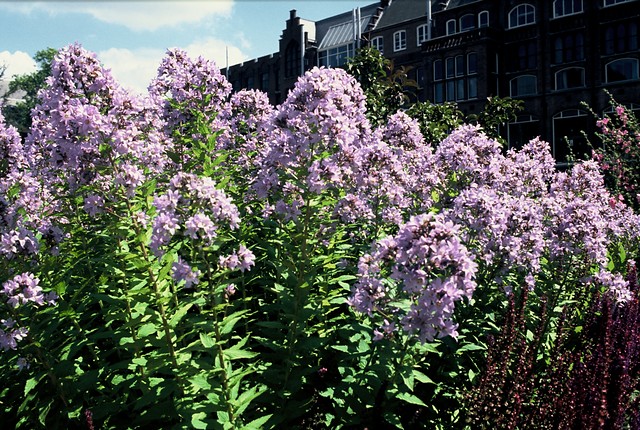 Klokjesbloem - Campanula lactiflora 'Prichards Variety'