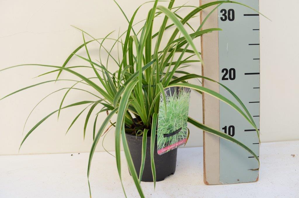 Zegge - Carex morrowii Ice dance