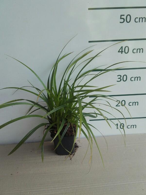 Zegge - Carex foliosissima Irish Green