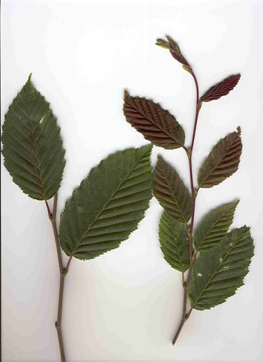 Dakhaagbeuk - Carpinus betulus