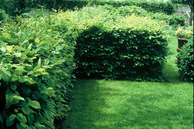 Haagbeuk - Carpinus betulus