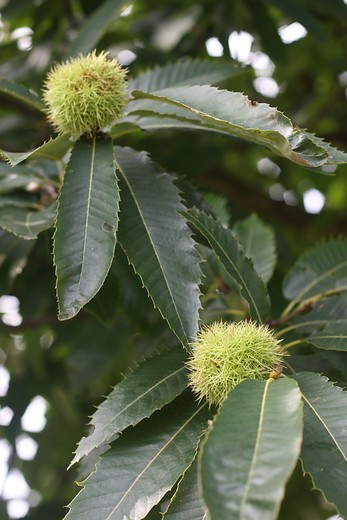 Tamme kastanje - Castanea sativa