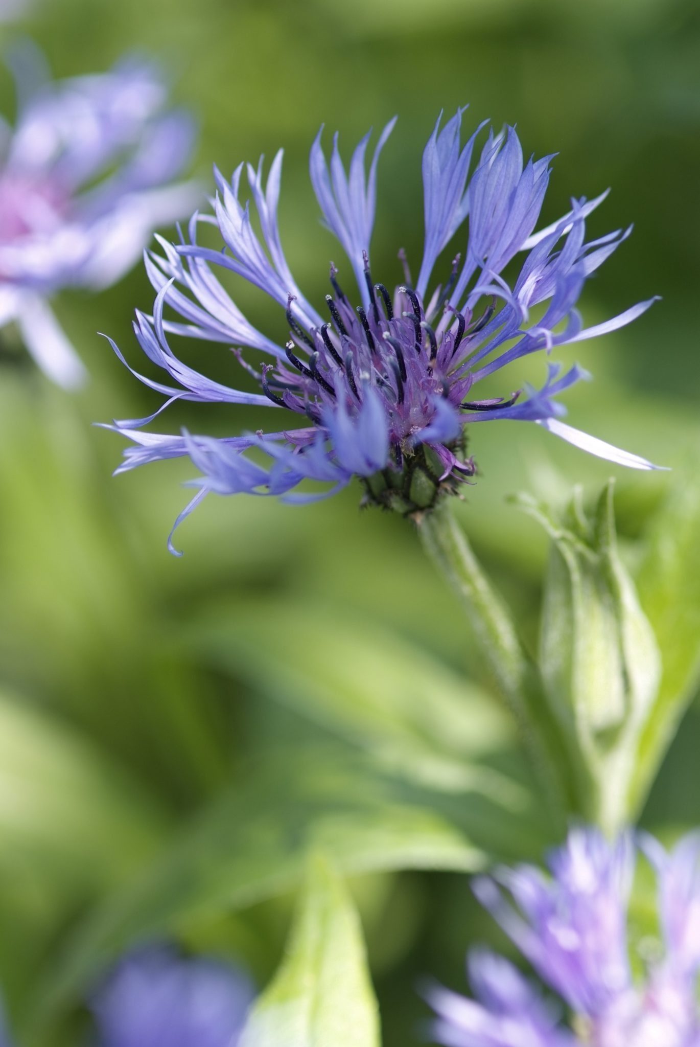 Korenbloem - Centaurea montana 'Coerulea'