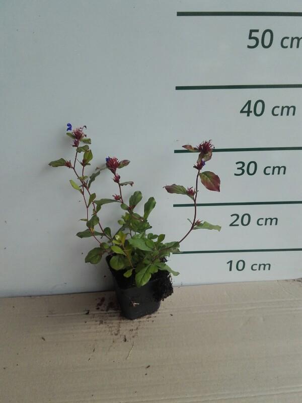 Loodkruid - Ceratostigma plumbaginoidus