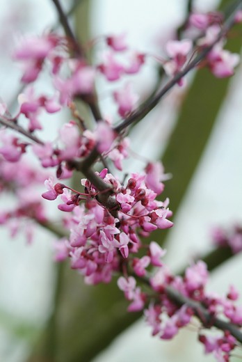Judasboom - Cercis canadensis Forest Pansy ( struik )
