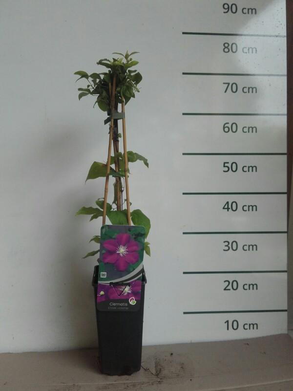 Clematis 'Étoille Violette'