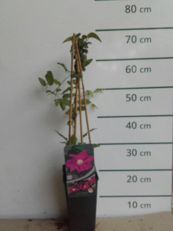 Bosrank - Clematis 'Ernest Markham'