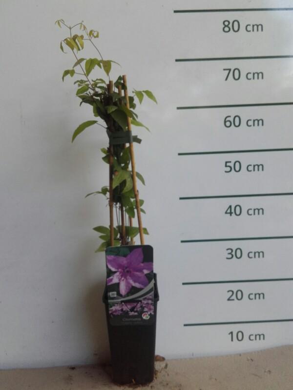 Bosrank - Clematis 'Hagley Hybrid'