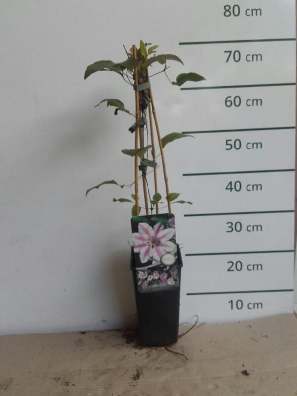 Bosrank - Clematis 'Nelly Moser'