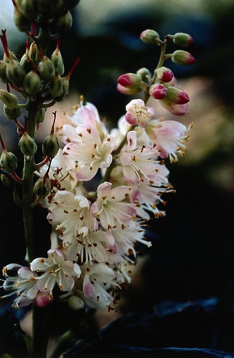 Schijnels - Clethra alnifolia Pink Spire