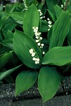 Lelietje van Dalen - Convallaria majalis