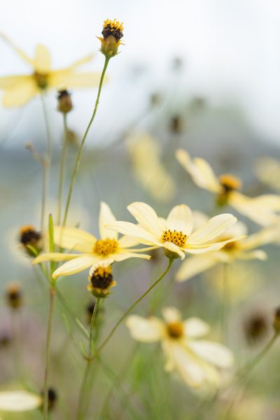 Meisjesogen - Coreopsis verticillata