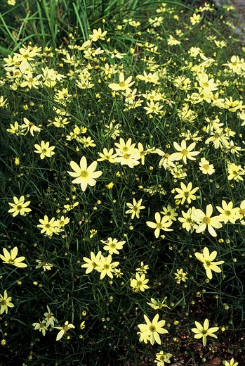Meisjesogen - Coreopsis verticillata 'Moonbeam'