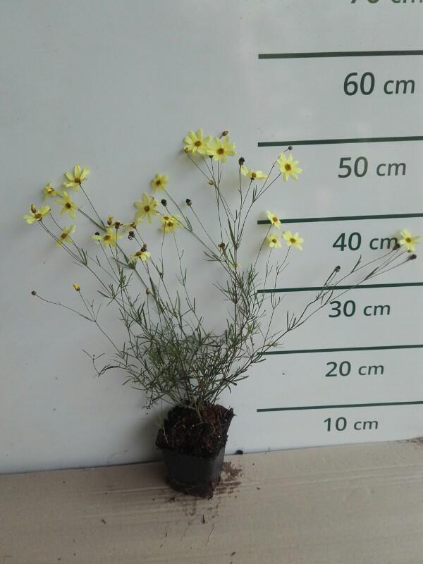 Meisjesogen - Coreopsis verticillata 'Zagreb'
