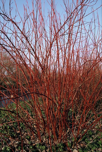 Kornoelje - Cornus alba Kesselringii