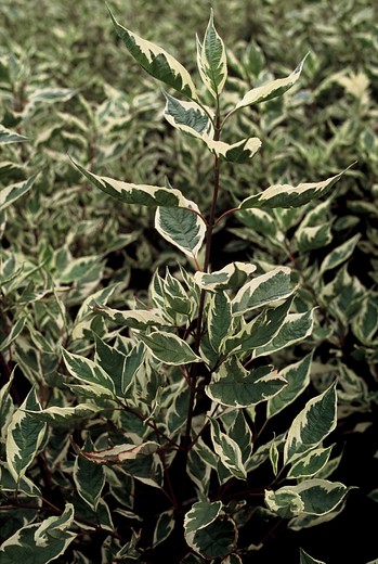 Bonte kornoelje - Cornus alba Elegantissima