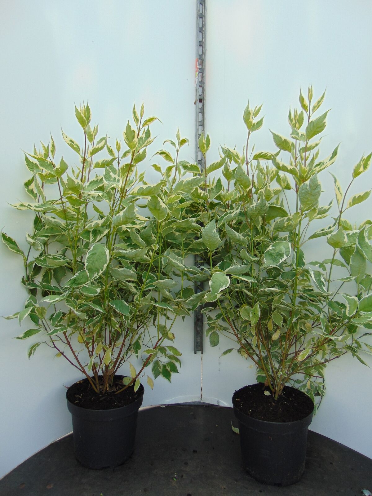Bonte kornoelje - Cornus alba Elegantissima
