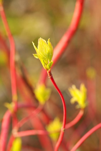 Witte kornoelje - Cornus alba Sibirica
