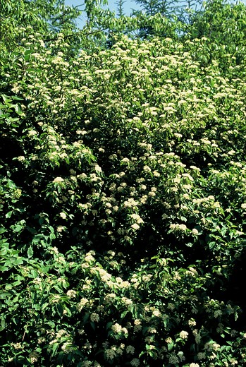 Cornus sanguinea - Rode kornoelje