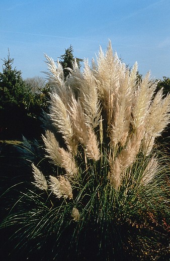 Pampasgras - cortaderia selloana Pumila
