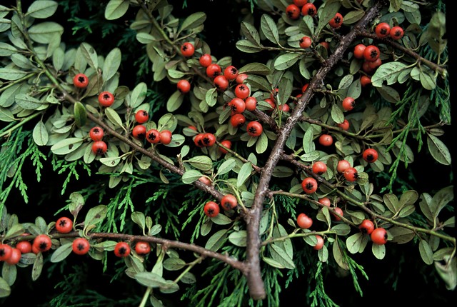 Dwergmispel - Cotoneaster dammeri Major