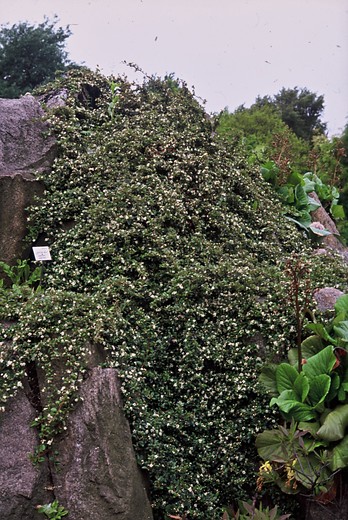 Cotoneaster horizontalis