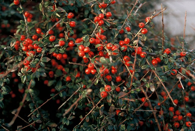 Dwergmispel - Cotoneaster suecicus Coral Beauty