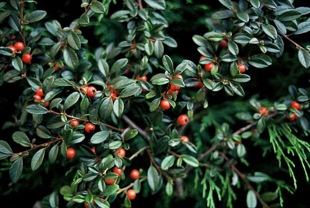 Cotoneaster dammeri 'Mooncreeper' - Dwergmispel