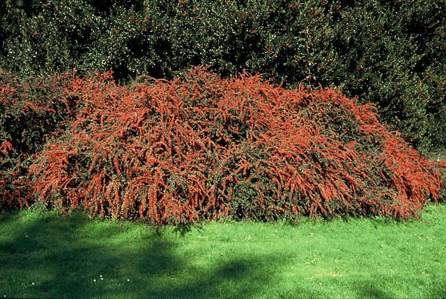 Cotoneaster franchettii - Dwergmispel