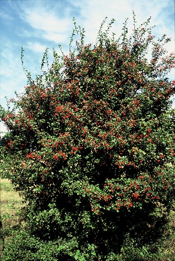 Tweestijlige meidoorn - Crataegus leavigata