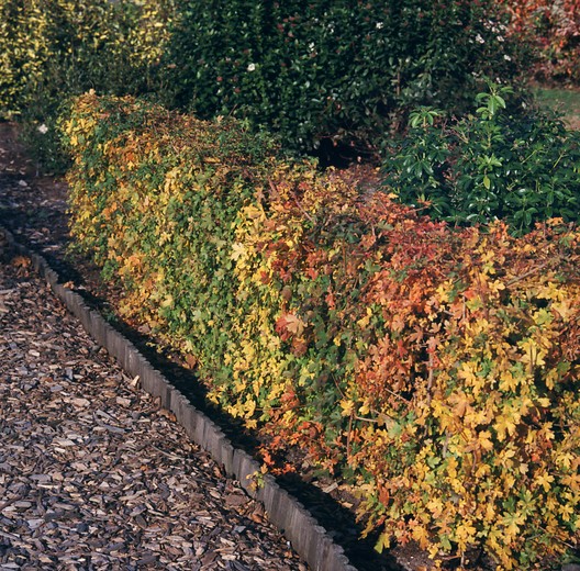 Meidoorn - Crataegus monogyna