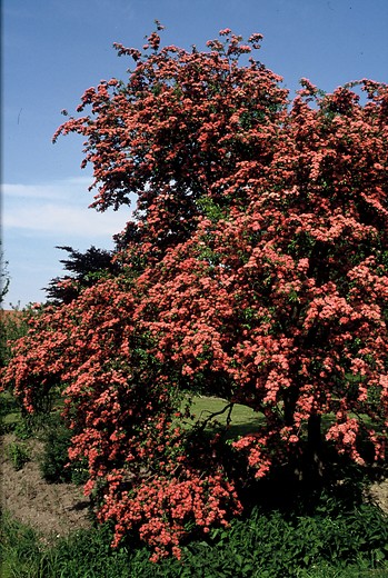 Rode meidoorn - Crataegus 'Paul's Scarlet'