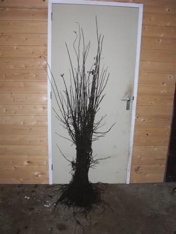 Meidoorn - Crataegus monogyna