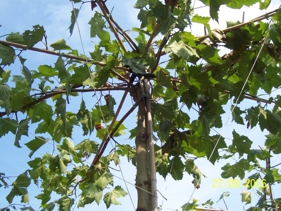 Daklinde - Tilia europea Pallida