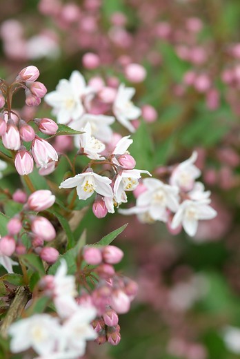 Bruidsbloem - Deutzia purpurascens Kalmiiflora