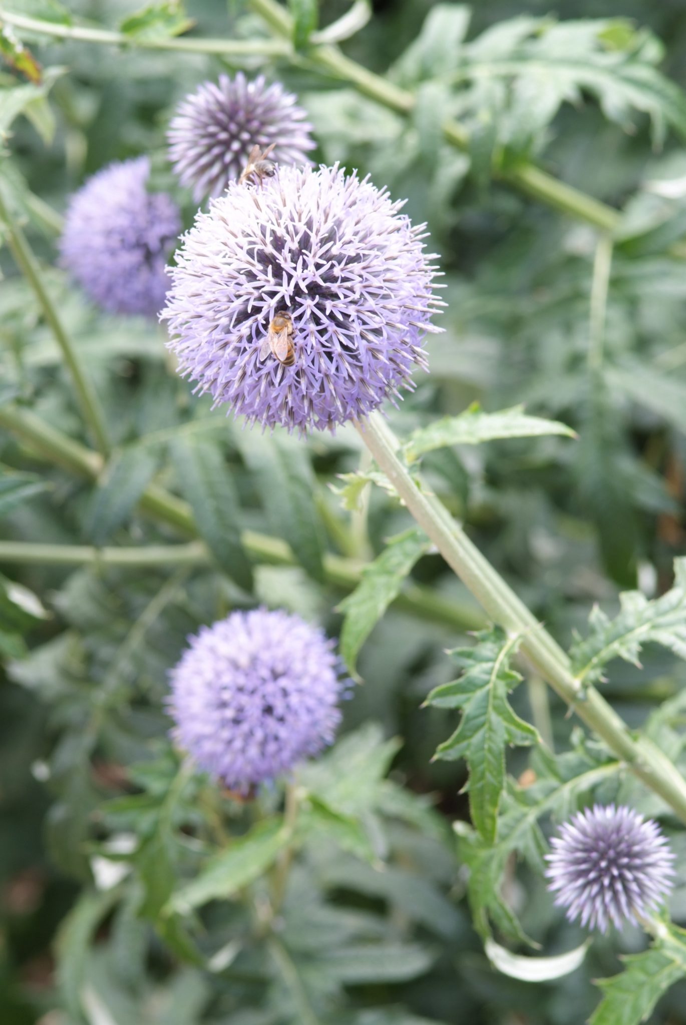 Kogeldistel - Echinops bannaticus 'Taplow Blue'