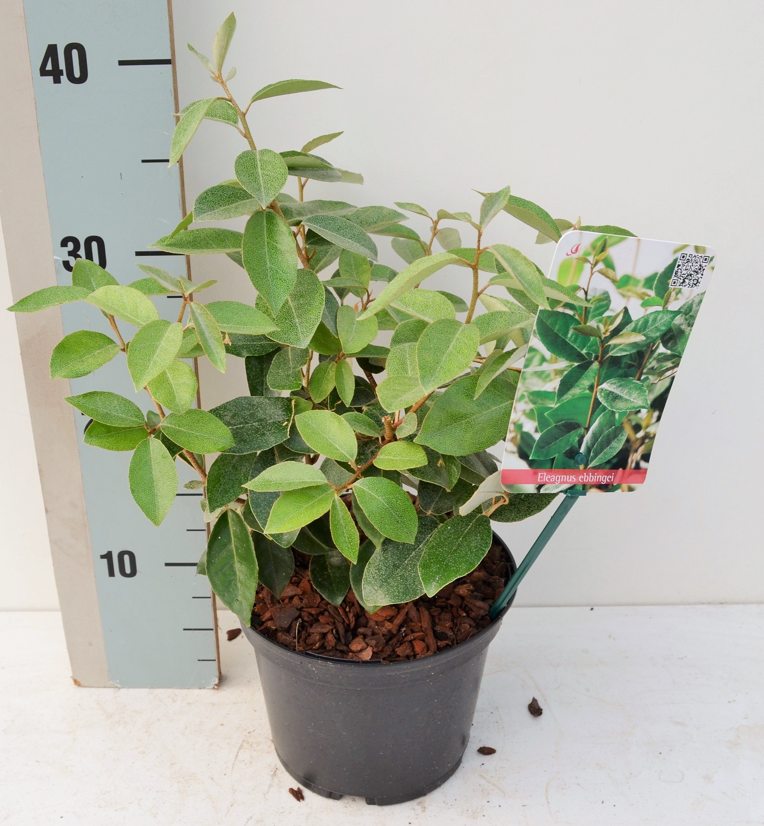 Olijfwilg - Elaeagnus ebbingei