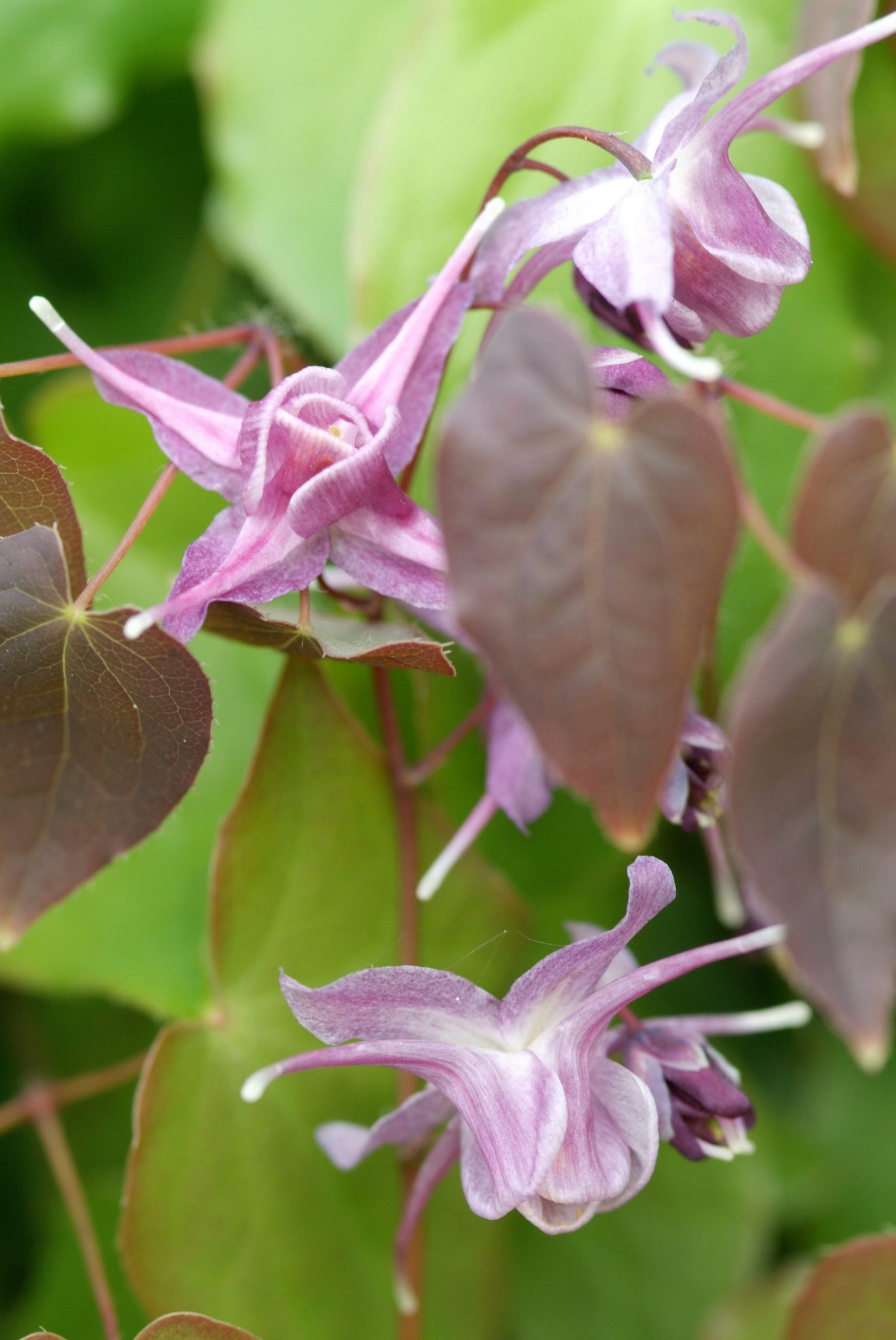 Elfenbloem - Epimedium grandiflorum 'Lilafee'