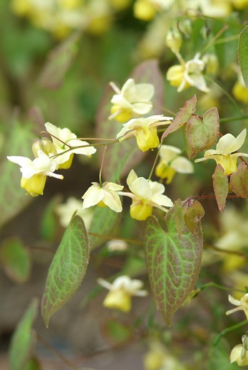 Elfenbloem - Epimedium perralchicum 'Frohnleiten'